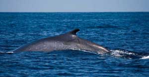 balenottera cetaceo mare