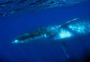 balenottera mare cetaceo