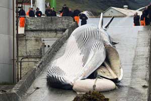 balene balena balenottere balenottera pesca