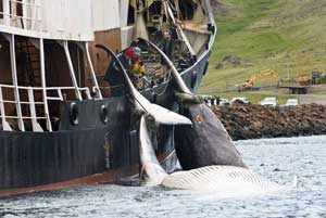 balenottere balenottera balene balena pesca