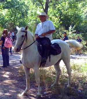 cavallo animali bosco natura