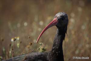 ibis uccelli