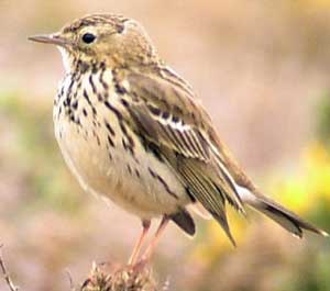 pispola uccelli volatili uccello volatile