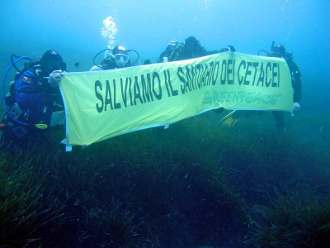 santuario cetacei greenpeace 