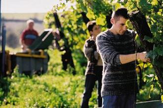 Vendemmia in famiglia